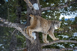 Montana Prints: Canadian lynx (Lynx canadensis), Montana, United States of America, North America