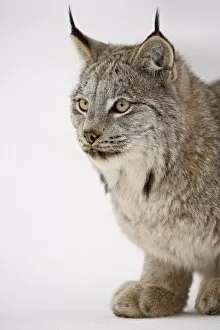 Images Dated 1st March 2008: Canadian lynx (Lynx canadensis) in snow, near Bozeman, Montana, United States of America