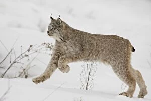 Canadian lynx (Lynx canadensis) in snow, near Bozeman, Montana, United States of America