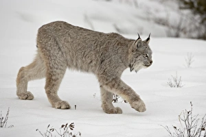 Images Dated 1st March 2008: Canadian Lynx (Lynx canadensis) in snow in captivity, near Bozeman, Montana