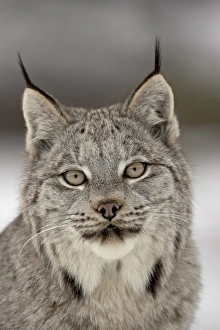 Images Dated 1st March 2008: Canadian Lynx (Lynx canadensis) in snow in captivity, near Bozeman, Montana
