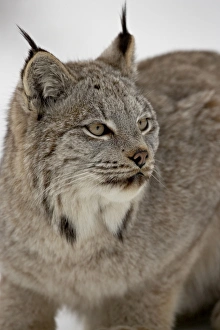 Images Dated 1st March 2008: Canadian Lynx (Lynx canadensis) in snow in captivity, near Bozeman, Montana