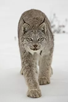 Images Dated 1st March 2008: Canadian Lynx (Lynx canadensis) in snow in captivity, near Bozeman, Montana