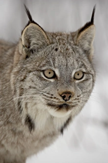 Images Dated 1st March 2008: Canadian Lynx (Lynx canadensis) in snow in captivity, near Bozeman, Montana