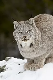 Images Dated 27th January 2009: Canadian Lynx (Lynx canadensis) in the snow, in captivity, near Bozeman