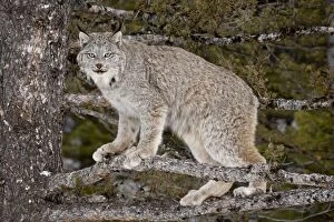 Canadian Lynx (Lynx canadensis) in a tree, in captivity, near Bozeman, Montana