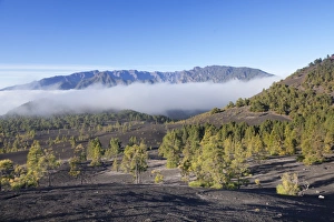 La Palma Prints: Canarian Pines (Pinus canariensis), Cumbre Vieja, UNESCO Biosphere Reserve, La Palma