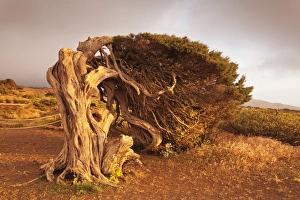 El Hierro Prints: Canary Islands juniper (Juniperus cedrus)