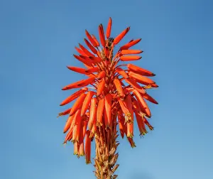 Gardening Prints: Candelabra aloe (Aloe arborescens) flower, Bermuda