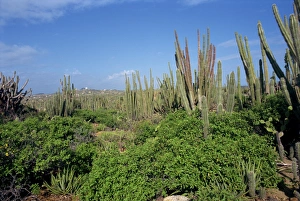Aruba Prints: Candle cacti, Arikok National Park, Aruba, West Indies, Caribbean, Central America