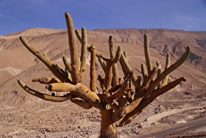 Cacti Prints: Candleholder cactus, Lluta Valley, Norte Grande, Chile, South America