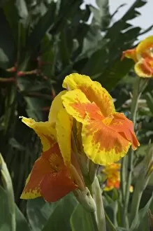 Canna Lily, Cos ta Rica, Central America