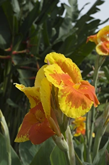 Lilies Prints: Canna Lily, Costa Rica, Central America