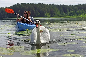 Kayaking Prints: Canoe trip with swans on Lake Srovinaitis around Ginuciai
