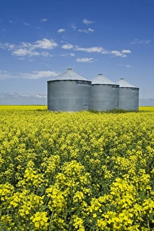 Images Dated 25th June 2007: Canola field in Saint Agathe, Winnipeg region, Manitoba, Canada, North America