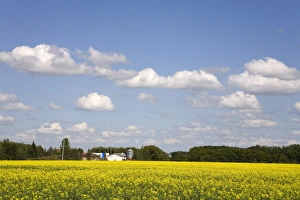 Winnipeg Prints: Canola field south of Winnipeg, Manitoba, Canada, North America
