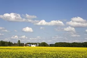 Images Dated 22nd June 2007: Canola field south of Winnipeg, Manitoba, Canada, North America