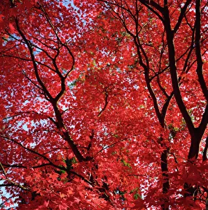 Season Prints: Canopy of acer trees fall foliage, Gloucestershire, England, United Kingdom, Europe