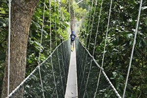 Walkways Prints: Canopy walk, Taman Negara National Park, Pahang, Malaysia, Southeast Asia, Asia