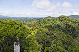 Borneo Prints: Canopy walk, Ula Temburong National Park, Brunei, Borneo, Southeast Asia, Asia