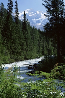 Fern Prints: Canyon of the Fraser River, Mount Robson Provincial Park, UNESCO World Heritage Site