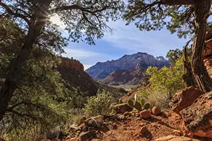 Canyon Pines, pine trees frame a view from the base of Bridge Mountain, Watchman Trail, Zion National Park, Utah, United States of America, North America