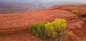 Canyonlands Prints: Canyonlands landscape in Utah shows natural rock formations and desert plants on a bright day at the park
