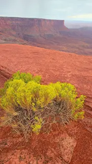 Canyonlands Prints: Canyonlands landscape with yellow shrub on red rock outcrop in the evening light