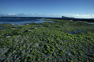 Cap Malheureux Prints: Cap Malheureux, northern tip of the coast, Mauritius, Indian Ocean, Africa