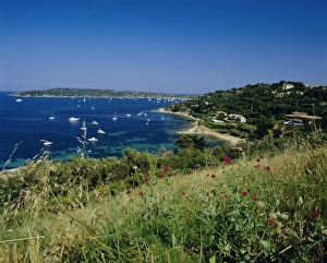 Wild Flower Prints: Cap St. Pierre and Baie des Gonebiers, Cote d Azur, Provence, France, Europe