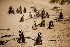 Flightless Bird Prints: Cape African penguins, Boulders Beach, Cape Town, South Africa, Africa