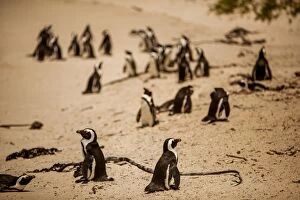 Flightless Bird Gallery: Cape African penguins, Boulders Beach, Cape Town, South Africa, Africa
