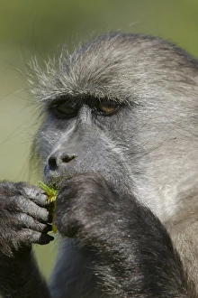 Baboon Prints: Cape baboon (Papio cynocephalus)