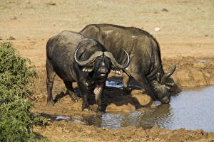 Cape buffalo