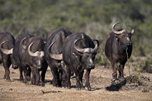 Cape buffalo