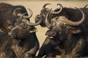 Cape buffalo
