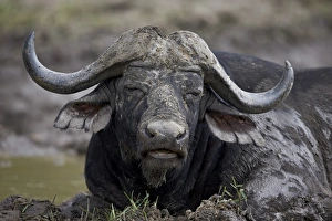 Search Results: Cape buffalo (African buffalo) (Syncerus caffer) bull, Kruger National Park, South Africa