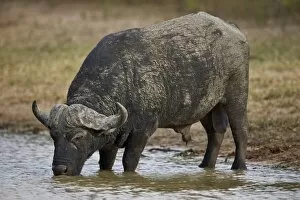 Search Results: Cape buffalo (African buffalo) (Syncerus caffer) bull drinking, Kruger National Park