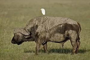 Search Results: Cape buffalo (African buffalo) (Syncerus caffer) with a cattle egret (Bubulcus ibis) on its back