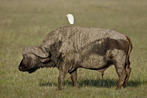 Search Results: Cape buffalo (African buffalo) (Syncerus caffer) with a cattle egret (Bubulcus ibis) on its back