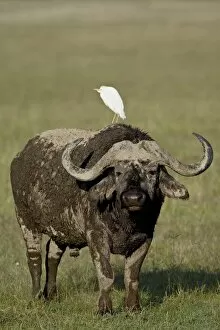 Images Dated 2nd October 2007: Cape buffalo (African buffalo) (Syncerus caffer) with a cattle egret (Bubulcus ibis) on its back