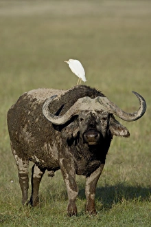 Search Results: Cape buffalo (African buffalo) (Syncerus caffer) with a cattle egret (Bubulcus ibis) on its back