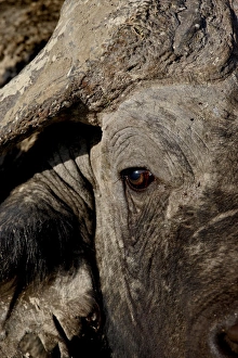 Search Results: Cape buffalo (African buffalo) (Syncerus caffer), Lake Nakuru National Park