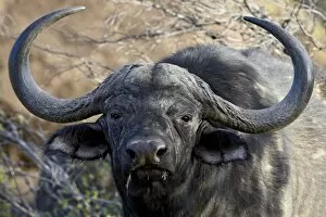 Images Dated 1st November 2007: Cape buffalo or African buffalo (Syncerus caffer), Mountain Zebra National Park