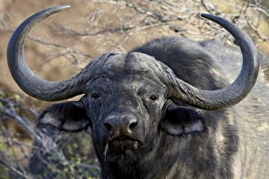 Images Dated 1st November 2007: Cape buffalo or African buffalo (Syncerus caffer), Mountain Zebra National Park