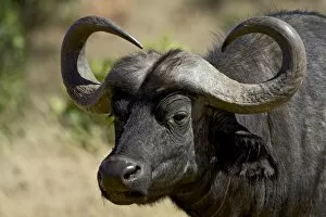 Images Dated 14th October 2006: Cape buffalo (African buffalo) (Syncerus caffer), Masai Mara National Reserve