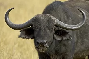 Images Dated 16th October 2006: Cape buffalo (African buffalo) (Syncerus caffer), Masai Mara National Reserve