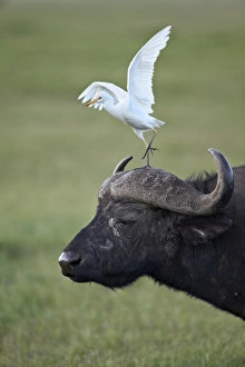 Search Results: Cape buffalo (African buffalo) (Syncerus caffer) and cattle egret (Bubulcus ibis)