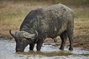 Cape buffalo (African buffalo) (Syncerus caffer) bull drinking, Kruger National Park