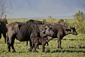 Cape buffalo (African buffalo) (Syncerus caffer) cow and calf, Ngorongoro Crater